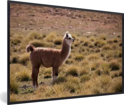 Produktbild von MuchoWow® MuchoWow® Gerahmtes Poster Alpaka - Braun - Natur 90x60 cm - Poster mit zchwarzem Bilderrahmen - Fotorahmen - Foto-Plakat