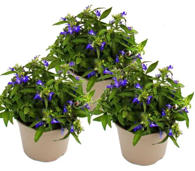 Image de Lobélie retombante - bleue - Lobelia richardii - 11 cm - Lot de 3 plantes