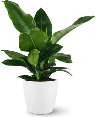 Produktbild von Philodendron Imperial Green Baumfreund 65cm Zimmerpflanze mit großen glänzenden