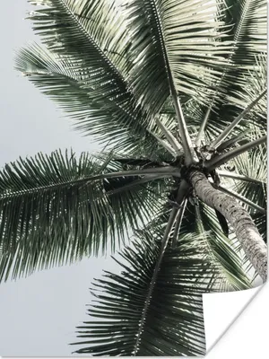Produktbild von MuchoWow® Poster Palme - Tropisch - Sommer 90x120 cm - Wohnzimmer