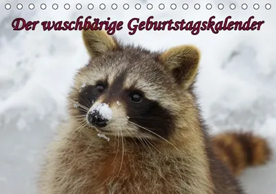 Produktbild von Calvendo Der waschbärige immerwährende Geburtstagskalender (Tischkalender, 14 Seiten) 978-3-660-43361-6