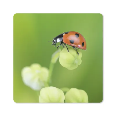 Produktbild von MuchoWow® Mauspad Mousepad Frühling Marienkäfer 20x20 cm - Mousepads - Maus Mat - Pad - Mausunterlage - Desk Mat - Bureauartikeln