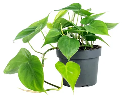 Produktbild von Pflegeleichte Zimmerpflanze - Philodendron scandens - Höhe ca. 20 cm, Topf-Ø 12 cm