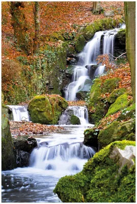 Produktbild von Wallario Premium Glasbild, freischwebende Optik, kräftige Farben, Größe 90 x 60 cm Motiv Bach im Wald