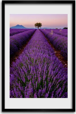 Produktbild von Bild - Bilderrahmen - 40 cm x 60 cm - MDF - Rahmen - Wandkunst - Lavendelfeld