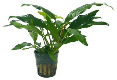 Productafbeelding van Moerings Anubias minima | Speerblad | In 5 cm pot