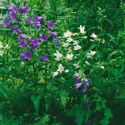 Produktbild von Campanula trachelium f.alba, Nesselblättrige Glockenblume, weiß, ca. 9x9 cm Topf