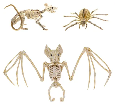 3 Halloween-Tierskelette: Fledermaus, Spinne, Maus – Deko