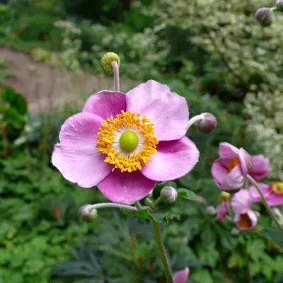 Immagine prodotto di 6 x Anemone autunnale feltroso  - Anemone tomentosa 'Robustissima'  | Vaso 9 cm x 9 cm