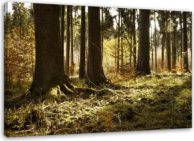 Produktbild von Leinwandbild waldnebellandschaft 90x60 cm Feeby grün wandbild bereit zum aufhängen