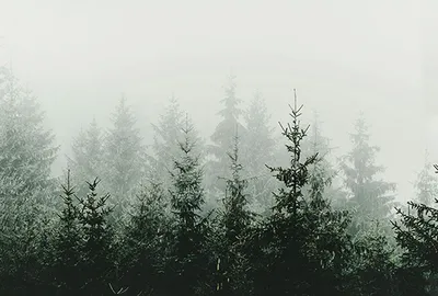 Produktbild von Tadessi Fototapete | Wald | 4.00 m x 2.70 m | Grün | Weiß | Wandbild | Digitaldruck