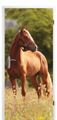 Immagine prodotto di Adesivo decorativo per porte a forma di cavallo