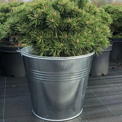 Produktbild von Zinkeimer 10L verzinkt mit Drahtgriff – Robuster Metalleimer wasserdicht für Garten, Haushalt & Deko