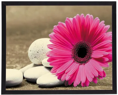 Immagine prodotto di Quadro moderno con cornice nera, formato 40x50 - Gerbera 7