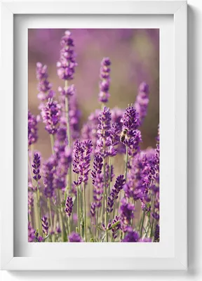 Produktbild von Lavendelblumenwiese– Wandbild mit Rahmen – Gerahmtes Bild  – Wanddekoration – 20x30 cm – Weiß