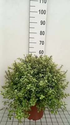 Produktbild von Pittosporum ten. 'Pompom' - Australischer Lorbeer 30- 40 cm - Container