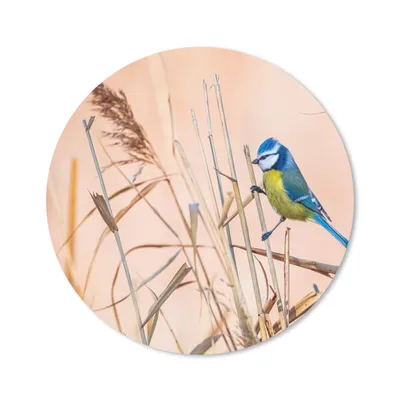 Produktbild von MuchoWow® Mauspad Mousepad Vogel - Blaumeise - Schilf 50x50 cm - Mousepads - Maus Mat - Pad - Mausunterlage - Vinyl