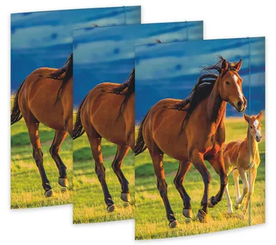 Produktbild von RNKVERLAG 45353-3 - Zeichenmappe Free Horses 310 x 440 mm, 3 Stück, DIN A3, mit