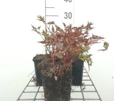 Immagine prodotto di 6 x Astilbe (j) 'Deutschland' - spirea magnifica - vaso 9 x 9 cm