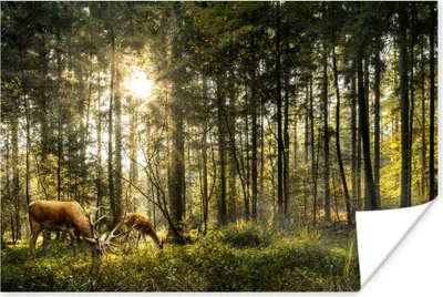 Produktbild von MuchoWow® Poster Hirsche - Natur - Wald 90x60 cm - Schlafzimmer