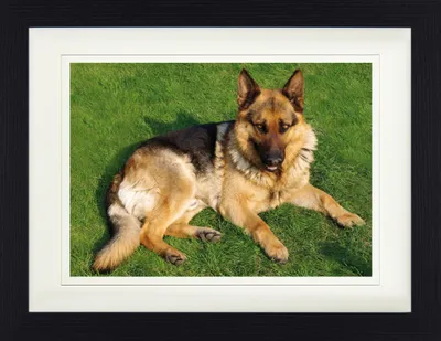 Produktbild von Hunde Gerahmtes Bild Mit Edlem Passepartout | Wand-Bilder | Im Bilderrahmen - Deutscher Schäferhund Auf Der Wiese (30 x 40 cm)