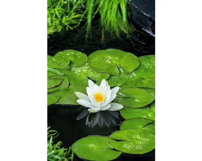 Produktbild von Seerose FloraSelf Nymphaea alba H 10-20 cm Co 0,6 L
