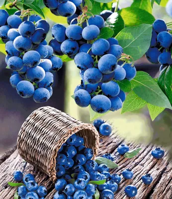 Produktbild von BALDUR Garten 1x Heidelbeere 'Hortblue', Pflanze im 2 Liter-Topf, Vaccinium corymbosum, Blaubeeren Heidelbeeren Pflanze, Hortblue Petite, 2x tragend, winterhart, reiche Ernte an essbaren Früchten