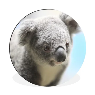 Produktbild von MuchoWow® Aluminium Wandkreis Koala - Porträt - Tier - Kinder - Jungen - Mädchen Ø 30 cm Wanddeko Modern Wohnzimmer - Wand Bild - Wohnzimmer - Runde Bilder - Alubilder - Kunst für zu Hause - Aluminium - Wanddekoration