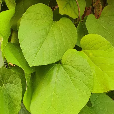 Zdjęcie produktu dla Kokornak wielkolistny 2L