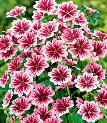 Produktbild von BALDUR Garten 6x Stauden-Malve "Zebrina", Pflanzen im 9x9 cm-Topf, ein Blütenmeer über viele Wochen, pflegeleicht im Beet & Kübel, winterhart & mehrjährig, Malva syvestris, Blütenpracht
