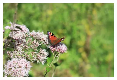 Produktbild von Wallario Poster - Schmetterling auf Blüte, Kunstdruck Größe: 61 x 91,50 cm