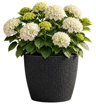 Produktbild von Prosperplast Pflanztopf - anthrazit - Kunststoff - D19 x 17 cm