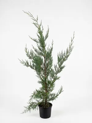 Zdjęcie produktu dla Cupressocyparis leylandii, cyprysowiec Leylanda, 40-60 cm wysokości, Obraz wygenerowany przez AI
