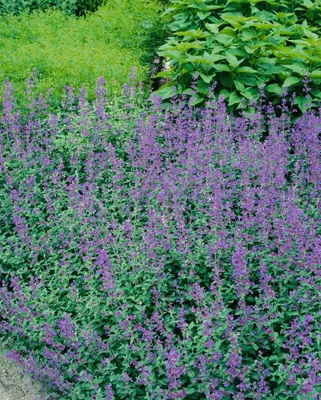 Produktbild von Nepeta x faassenii 'Dropmore', Katzenminze, blau, ca. 9x9 cm Topf