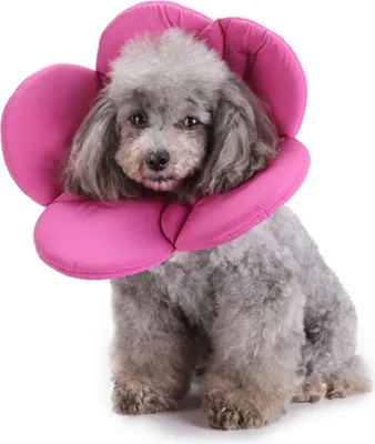 Immagine prodotto di ZELURXX Collare per animali domestici, collare regolabile, a forma di fiore, collare per gatti, collare per cani, taglia L