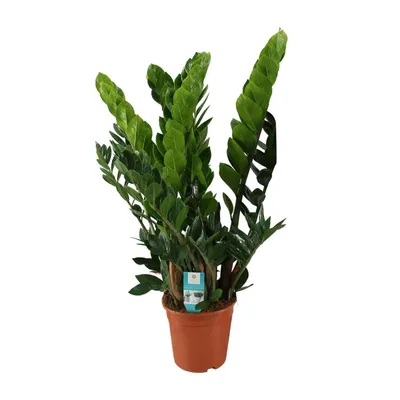Produktbild von Zamioculcas Zamiifolia