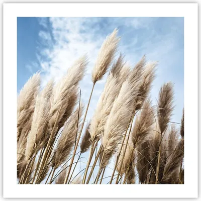 Produktbild von Poster - Poster ohne Rahmen - Stock Himmel Boho - 50x50 cm - Wand Bild - Wanddeko - Wandbilder - Kunstposter - Wandposter - Bilder - Kunstdruck - Wanddekoration - Wandbild - P2XAC50x50-4426