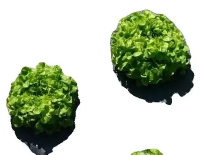 Immagine prodotto di Pellicola in plastica per pacciamatura, efficace controllo delle erbacce, mantenimento dell'umidità, colore nero, dimensioni 135 cm x 1000 cm, confezione da 2 pezzi