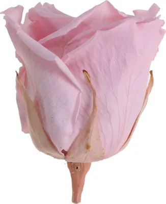 Produktbild von Infinity Rose L Ø5cm konserviert stabilisiert haltbar Rosenkopf ewige Rosenblüte, Menge:1 St., Farbe:Rosa (pin04)