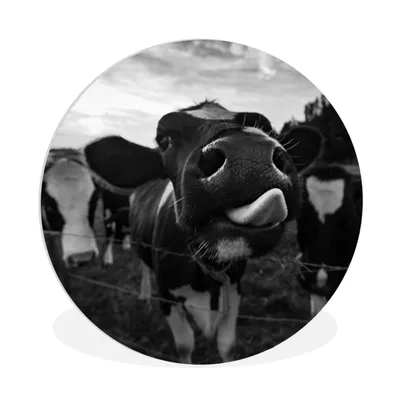 Produktbild von MuchoWow® Rundes Wandbild - Runde Bilder Schwarz - Weiß - Kuh - Tiere Ø 90 cm Kreis Wanddekoration Kunststoff - Wandkreis - Wandschmuck - Wand-Kreis - Wohnzimmer - Bild - Runde - Wanddeko - Dibond - Kunstdrucke