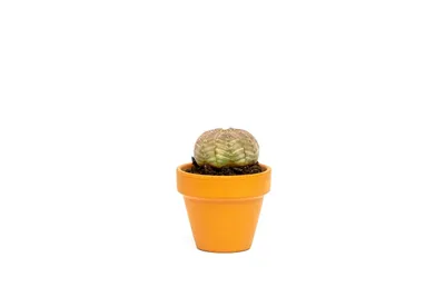 Obrázok produktu pre Gardners Euphorbia obesa, priemer 6 cm