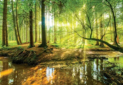 Produktbild von Fototapete Wald (416x254cm - 4 Bahnen) Sonniger Bach Natur Landschaft Bäume Wohnzimmer Schlafzimmer Wandtapete Vlies Tapete Latexdruck UV-Beständig Geruchsfrei Hohe Auflösung Montagefertig