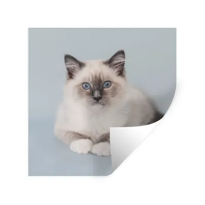 Produktbild von MuchoWow® Wandtattoo Wandsticker Wandaufkleber Katze - Ragdoll Katze - Blau - Mädchen - Kinder - Jungen - Kind 50x50 cm Selbstklebend und Repositionierbar - Selbstklebend - Fototapeten