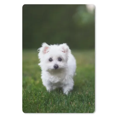 Produktbild von MuchoWow® Mauspad Mousepad Malteser Hund auf einer Wiese 18x27 cm - Mousepads - Maus Mat - Pad - Mausunterlage