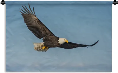 Produktbild von MuchoWow® Wandteppich Wandbehang Vogel - Adler - Raubvögel 90x60 cm Tapisserie Dekoration Wandtuch - Wandskulpturen - Bildteppich