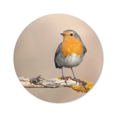 Produktbild von MuchoWow® Mauspad Mousepad Rotkehlchen - Vogel - Zweig - Tiere 20x20 cm - Mousepads - Maus Mat - Pad - Mausunterlage - Schreibtischmatte