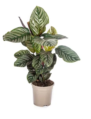 Produktbild von Calathea Ornata Sanderiana - 40-50cm - Ø17cm - Zimmerpflanze - Immergrün