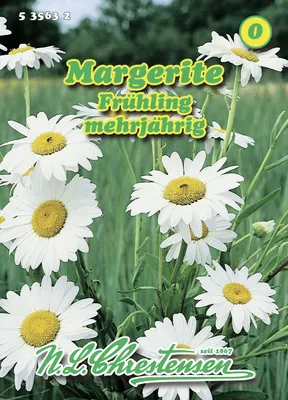 Artikelbild 1 von 'Margerite Frühling' aus der Kategorie Margeritensamen