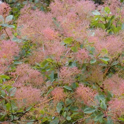 Obrázek produktu pro 2 x Parukářka - Cotinus coggygria | 40-60 cm v kontejneru