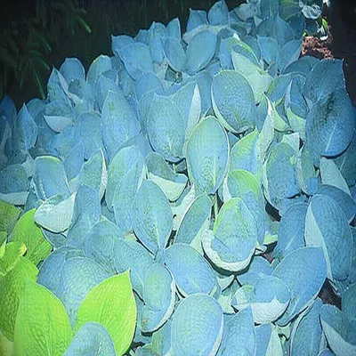 Immagine prodotto di Hosta Funkia da giardino Halcyon 1 pz. Piantina Piantine di Hosta Funkie